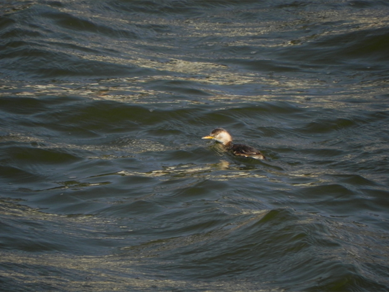 氨氮測定儀檢定規(guī)程