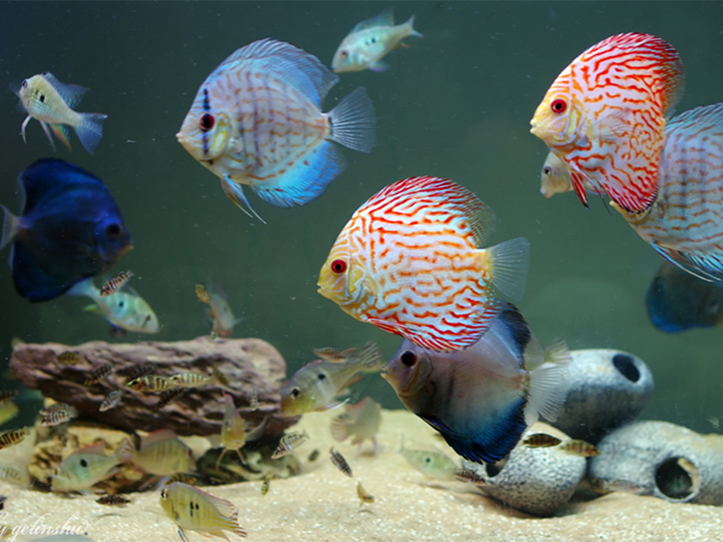 水產(chǎn)養(yǎng)殖PH值的重要性