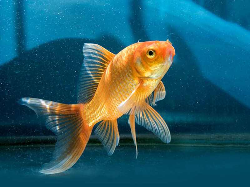 影響溶解氧檢測(cè)儀的因素有哪些