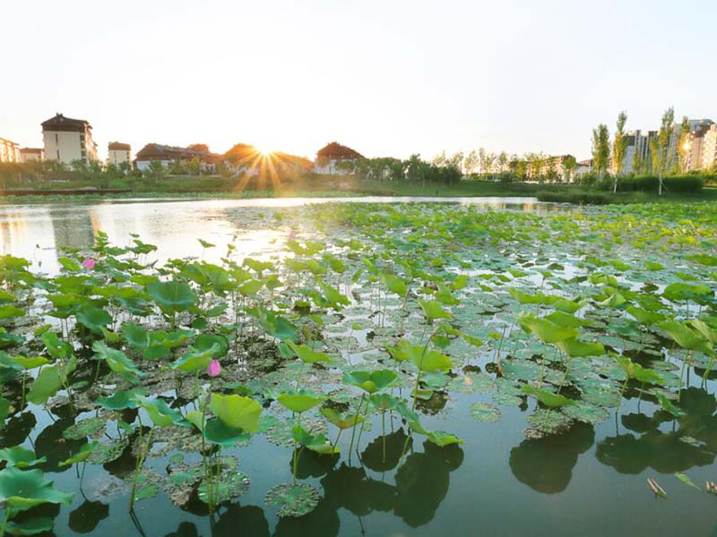 便攜式藍(lán)綠藻分析儀使用方法