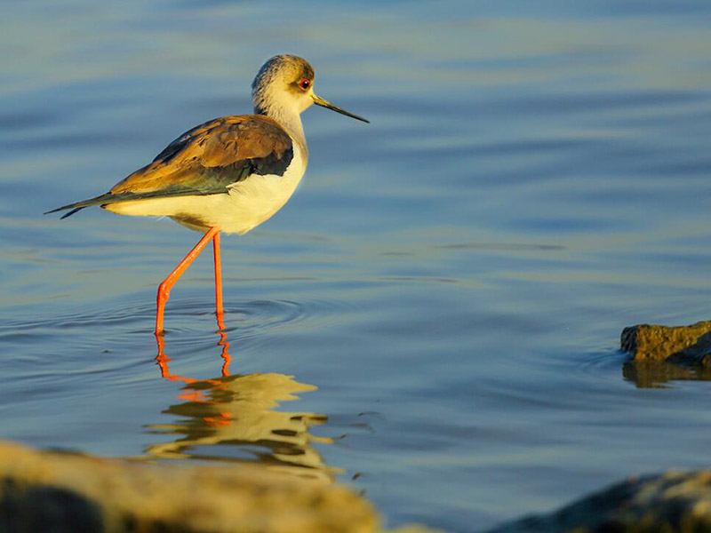 我國水產(chǎn)養(yǎng)殖業(yè)水污染物排放情況