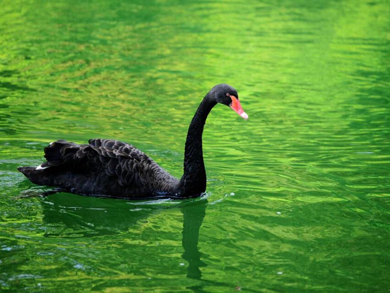 便攜式藍(lán)綠藻分析儀的作用