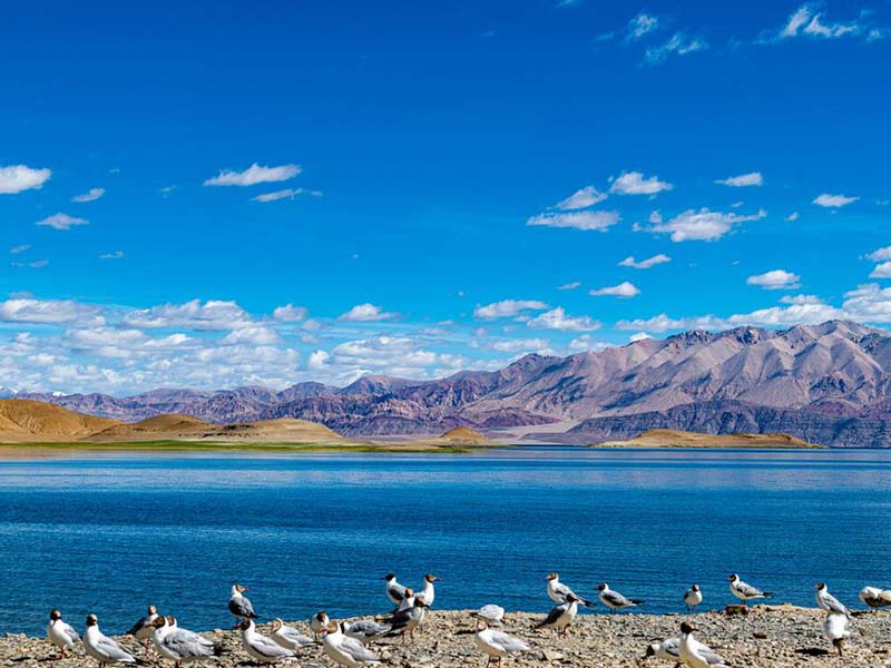 便攜式總氮測定儀品牌型號怎么選擇