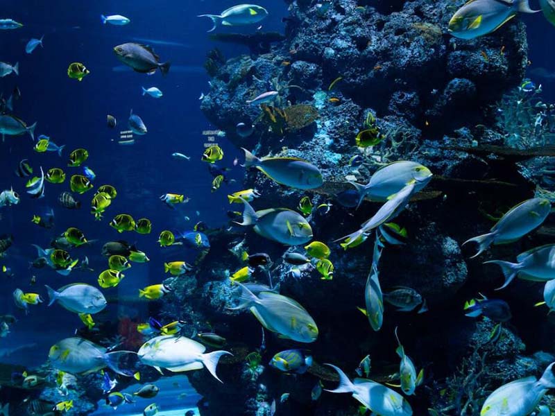 【漲知識】水產養(yǎng)殖行業(yè)水質監(jiān)測指標有哪幾項？