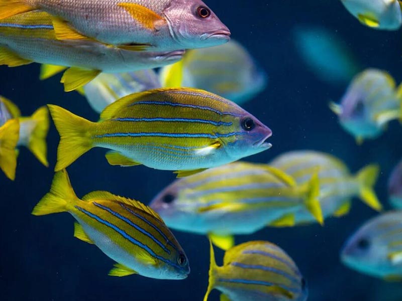 水質(zhì)磷酸鹽在水產(chǎn)養(yǎng)殖中多少合適